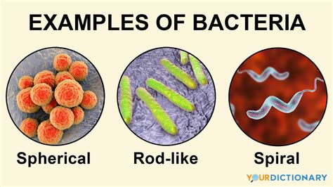 Types Of Bacterial Cells