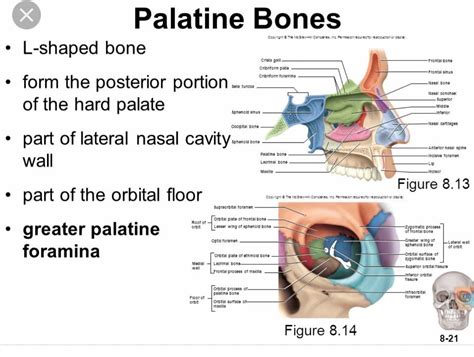 Palatine Fissures