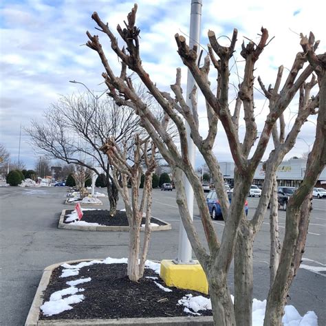 Crape Myrtle: Pruning - Lewis Ginter Botanical Garden