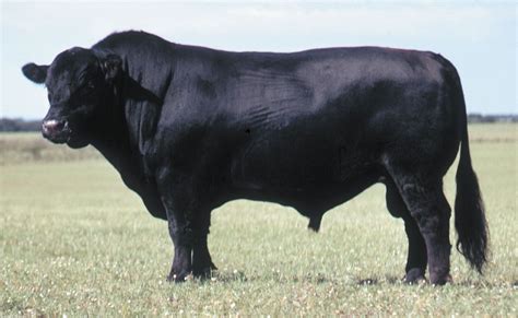 Angus | Grass-fed, Beef Quality, Marbling | Britannica