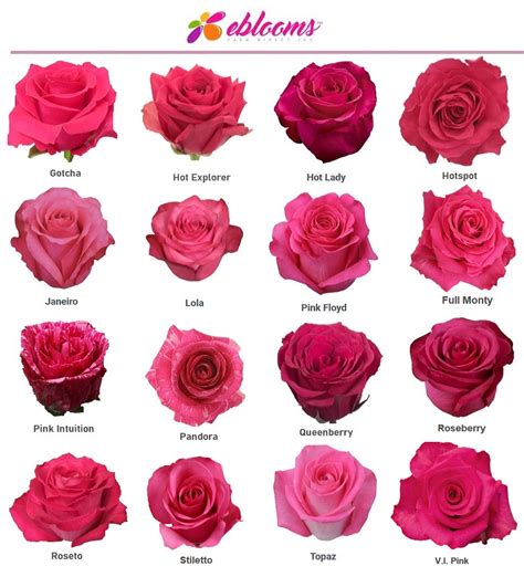 V.I.Pink Rose Variety - Hot Pink Roses near me - EbloomsDirect ...