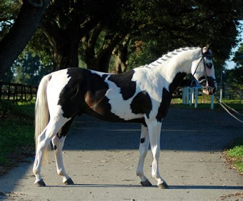 Stallone - Black pinto tobiano Oldenburg stallion, 2008: Pinto Tobiano ...