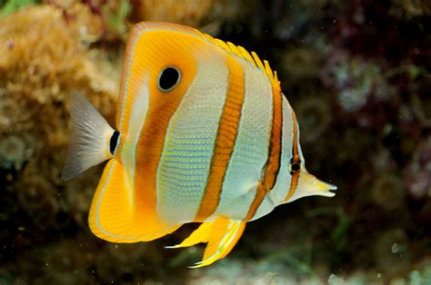 Butterflyfish (Chaetodontidae) Diet and Feeding