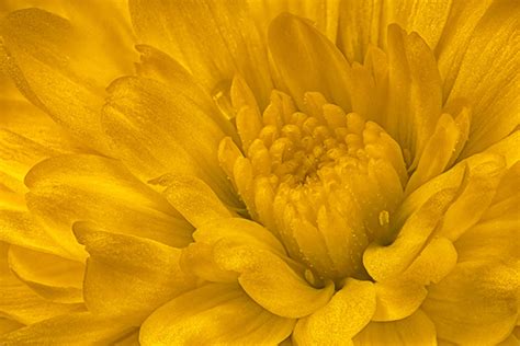 Macro Flowers on Behance