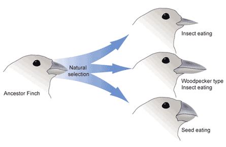 Natural Selection Examples