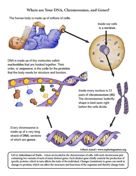 Where are Your DNA, Chromosomes, and Genes? Diagram