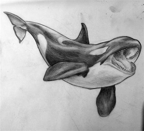 Orca (Killer whale) Drawing Reference and Sketches for Artists