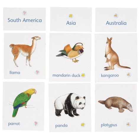 Animals of Seven Continents Classification Cards with Labels | Animals ...