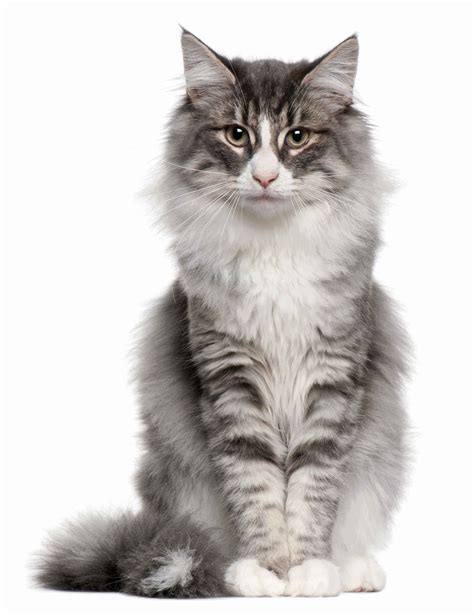 Popular Cat Breeds | Facts & Characteristics of Top Breeds of Cat