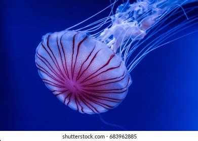 Jellyfish Chrysaora Pacifica Stock Photo 683962885 | Shutterstock