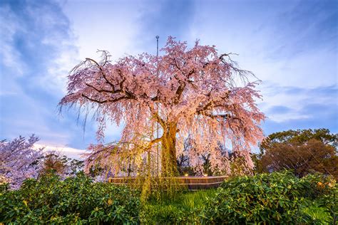 Guide to Maruyama Park | See Cherry Blossoms & Explore Gion in Kyoto