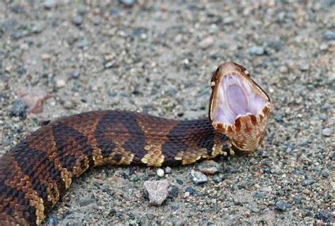 Virginia woman snaps stunning photo of venomous cottonmouth snake ...