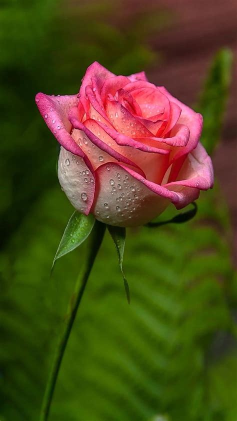 Gulab Phool Wala, Animated Rose In Pot, flower, HD phone wallpaper | Peakpx