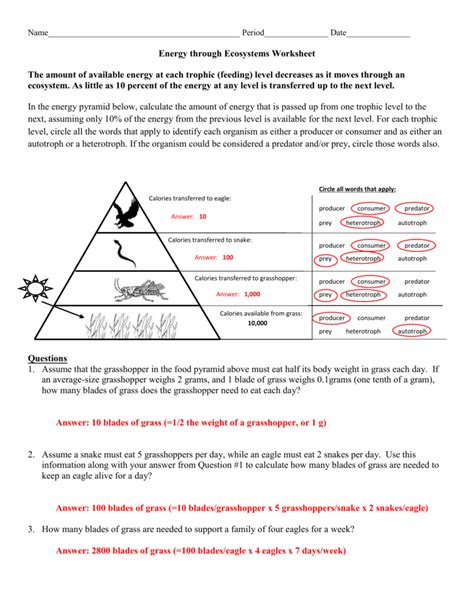 Ecological Pyramids Worksheet Answer Key