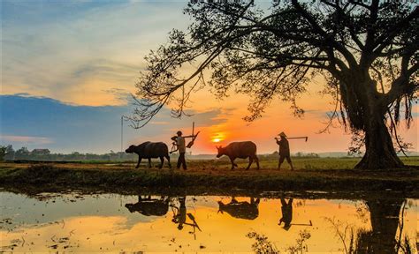 Những Hình Ảnh Làng Quê Việt Nam Yên Bình Đến Lạ