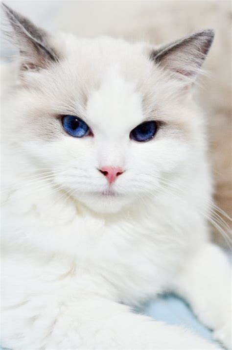 Cat Breeds White With Blue Eyes - Pets Lovers