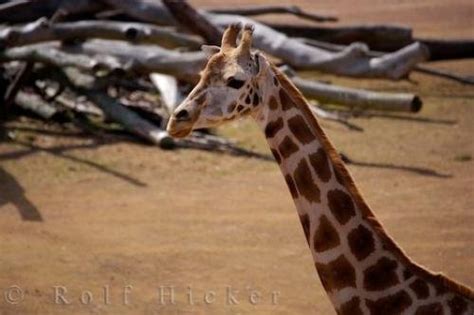 Giraffe Habitat Auckland Zoo | Photo, Information