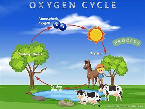 Simple Diagram Of The Oxygen Cycle