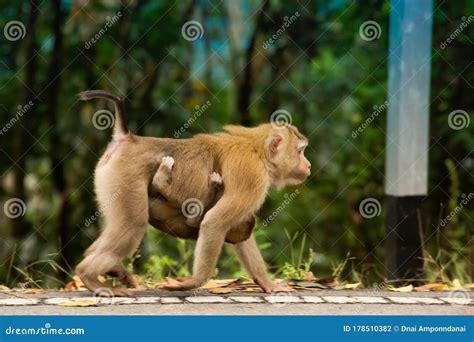 The Baby Monkeys are Attached To the Monkey Mother Walking Safely on ...