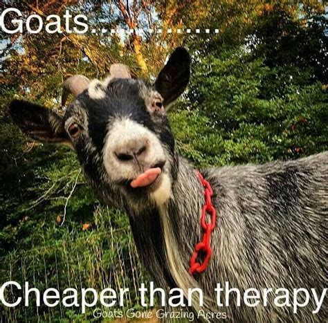 53 best images about Goat Quotes on Pinterest | Baby goats, Big thing ...