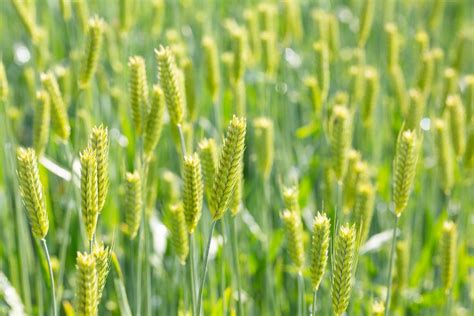 Agronomic Crops: Information and Resources | Penn State Extension