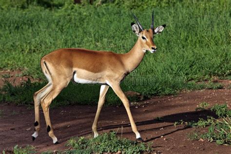 Antelope impala stock photo. Image of serengeti, artiodactyla - 14690190