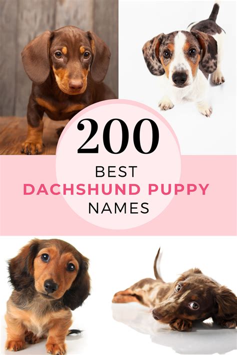 Best Dachshund Names Of 2024 *NEW* - Dachshund Station | Puppy names ...