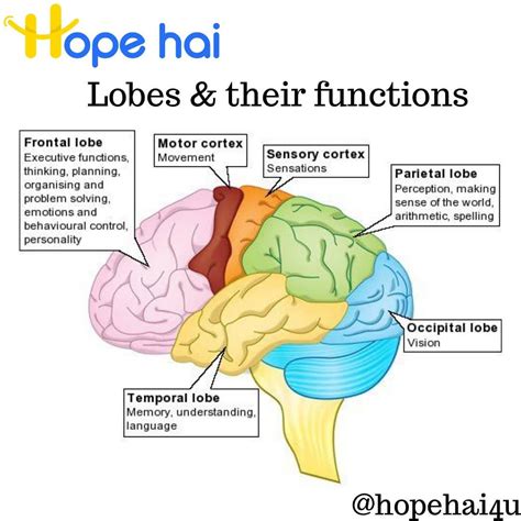 4 Lobes Of The Brain And Their Functions