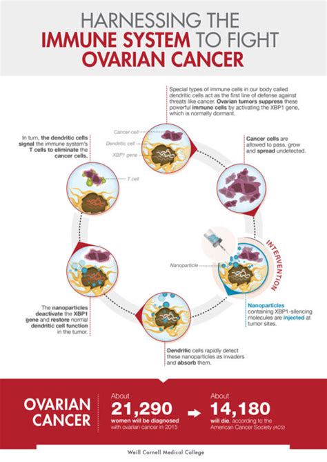 Immunotherapy: The Newfound Hope for Ovarian and Other Cancers ...