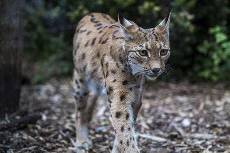 The missing lynx? | The Spectator Australia