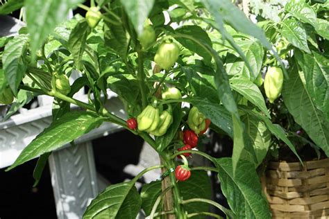 How to Grow Ghost Peppers