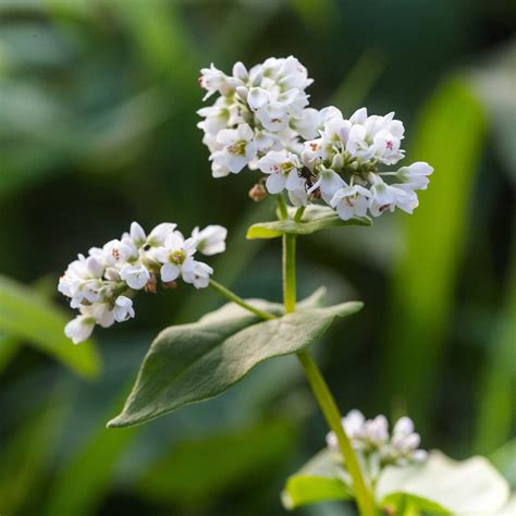 Buckwheat Seeds | Flower Seeds in Packets & Bulk | Eden Brothers