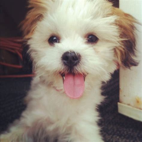 Shih Tzu Maltese Chihuahua Puppies - Pets Lovers