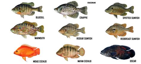 Freshwater Fish Species