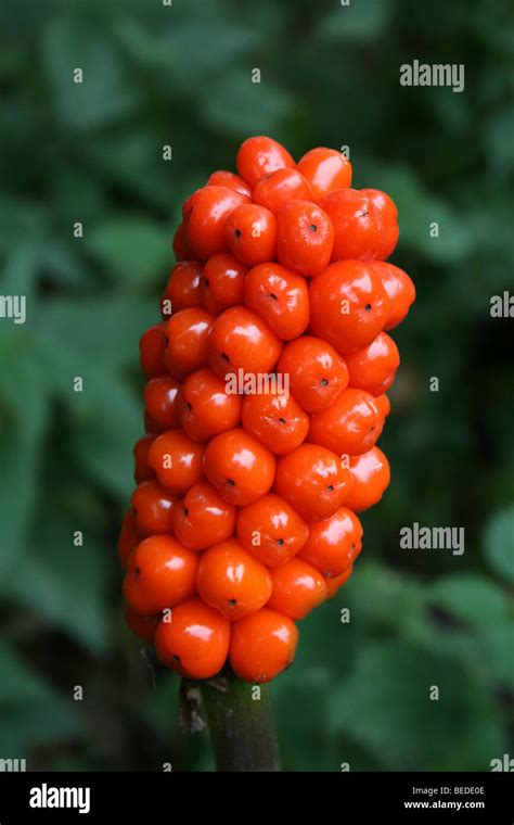 Poisonous Plants With Red Berries