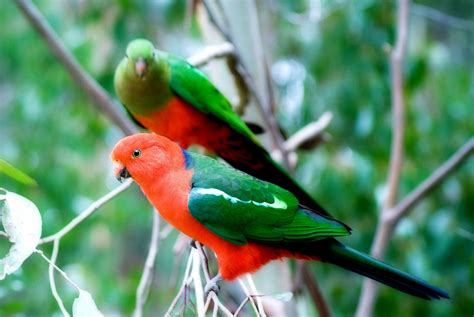 The Australian king parrot is endemic to eastern Australia ranging from ...