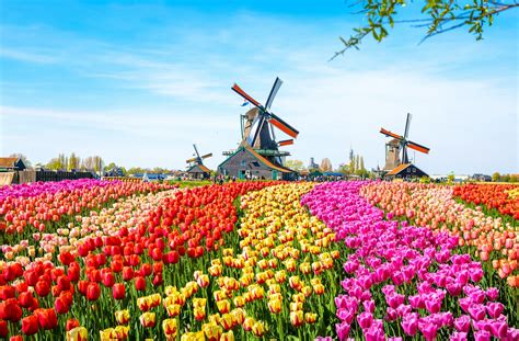 Tulip Fields in The Netherlands: Everything You Need to Know