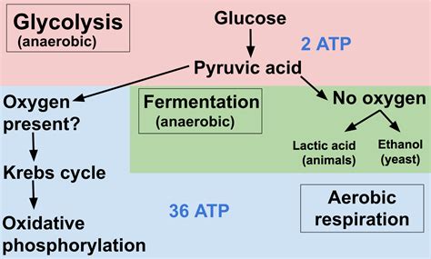 Aerobic Respiration - Google Search | Cellular respiration, Oxidative ...