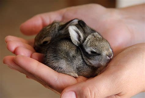 Baby Cottontail Bunnies | Baby animals, Cute bunny, Cute pictures