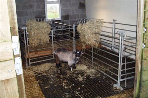 Pygmy goats part 2: housing and other facilities | Pygmy goat, Goats ...