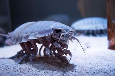 Giant Isopod Facts - Animals Of The Oceans - WorldAtlas.com