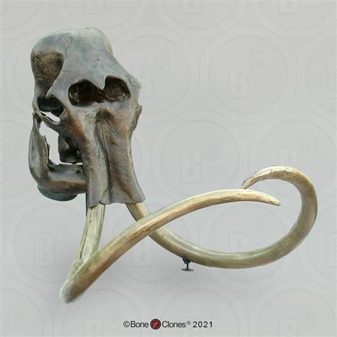 Woolly Mammoth Skull - Bone Clones - Osteological Reproductions