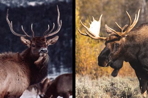 Elk vs Moose Comparison: Size, Habitat, Meat & Main Differences (2023)