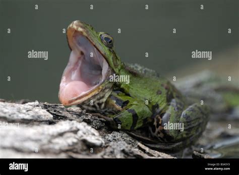 Frog mouth hi-res stock photography and images - Alamy