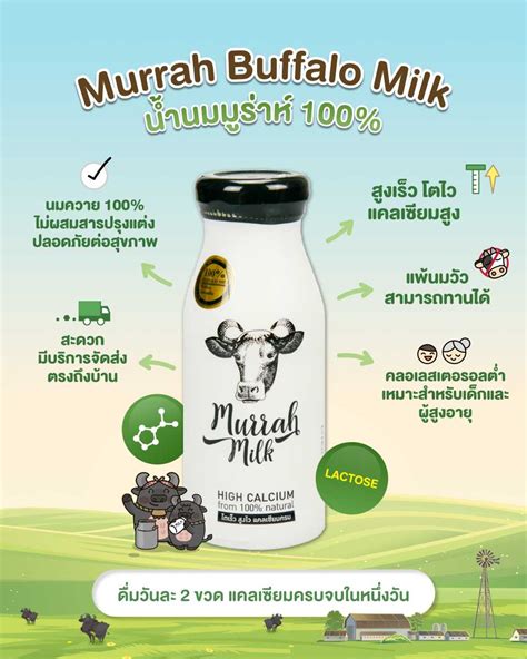 Murrah Milk นมควาย แพค 48 ขวด ส่งฟรี | LINE SHOPPING