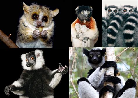 All About Lemurs - babby-farms