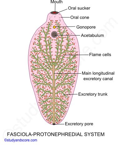 Fasciola Gigantica Labelled