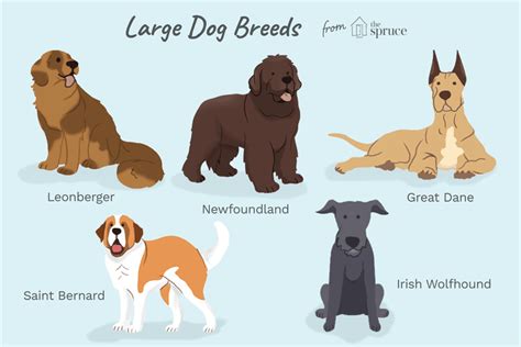 The Best of the World's Largest Dogs That Also Make Great Pets