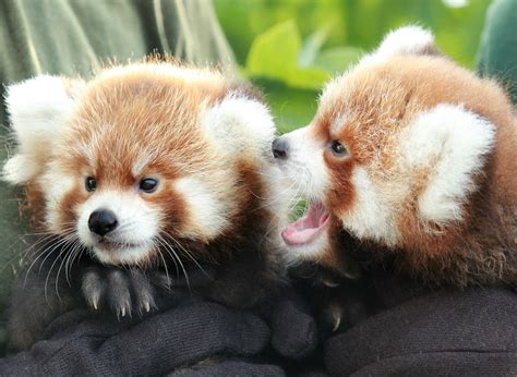 Now Hear This: Red Panda Cubs Make Their Debut - ZooBorns