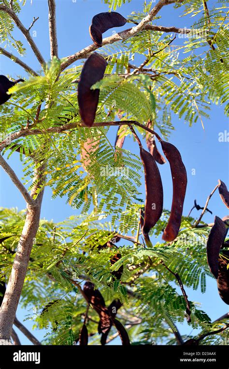 Poinciana tree seed pods hi-res stock photography and images - Alamy